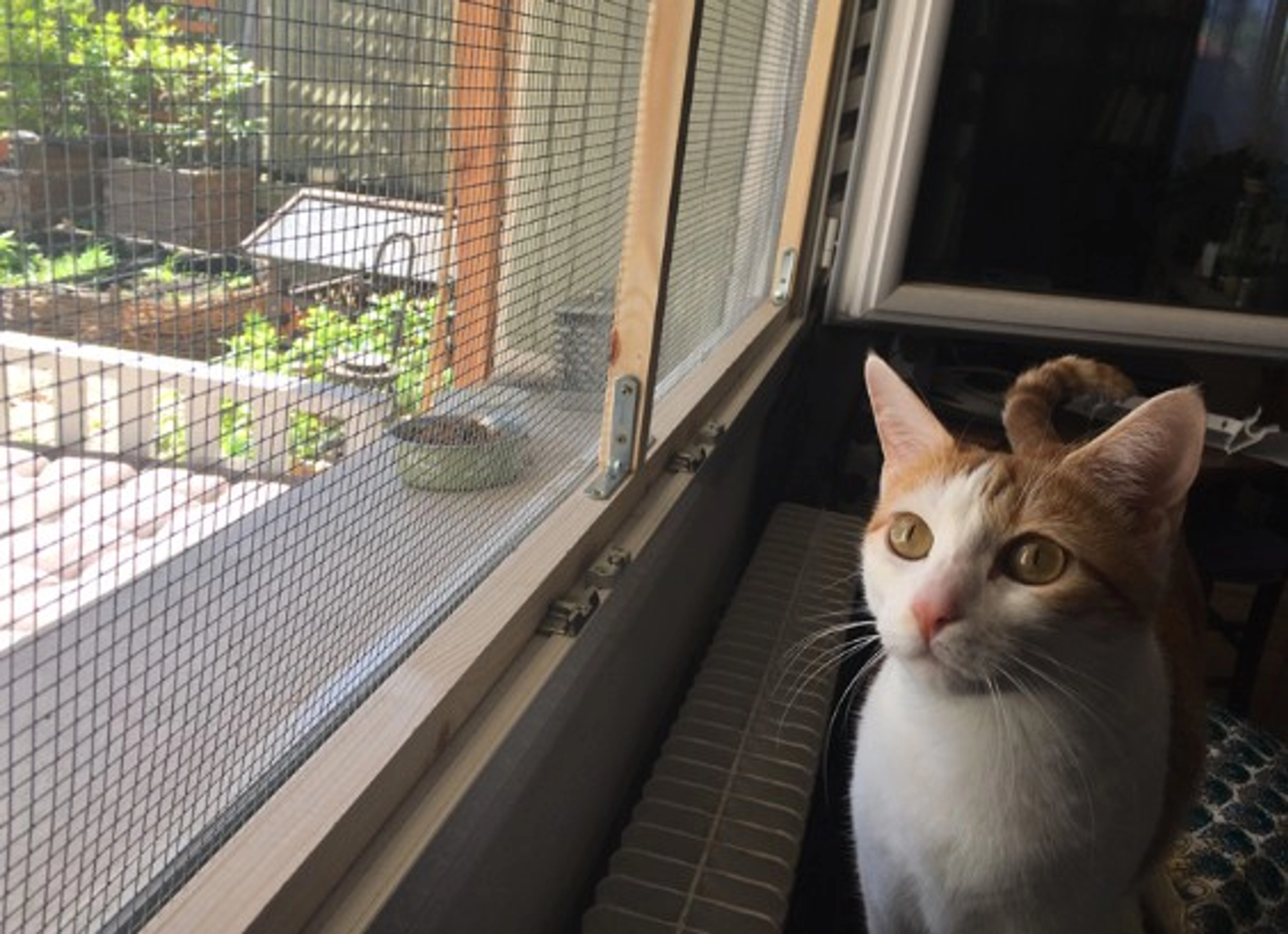 Protection fenêtre pour chat : Sécurisation parfaite